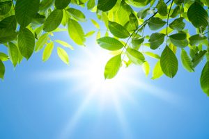 Sun Shining Through Leaves